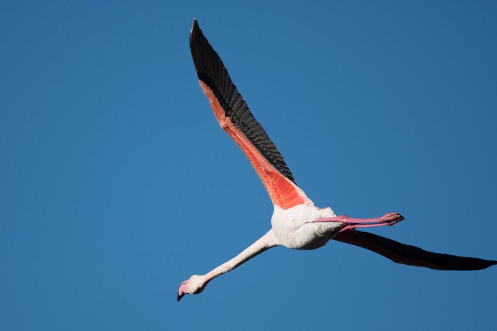 Pont-de-Gau Ornithological Site