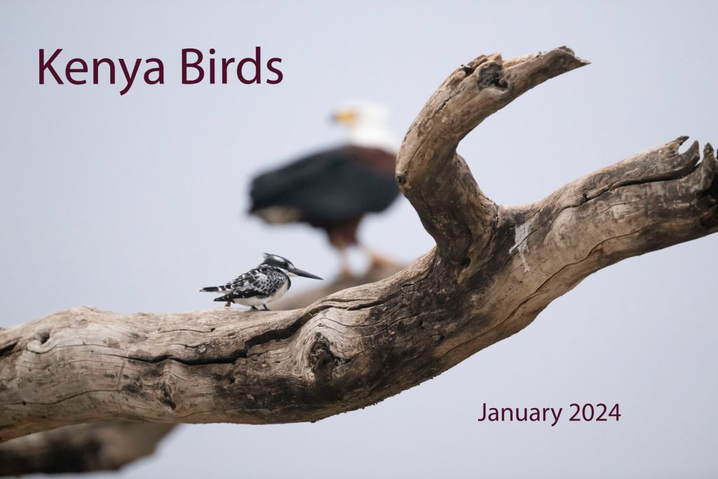 Kenya Birds
