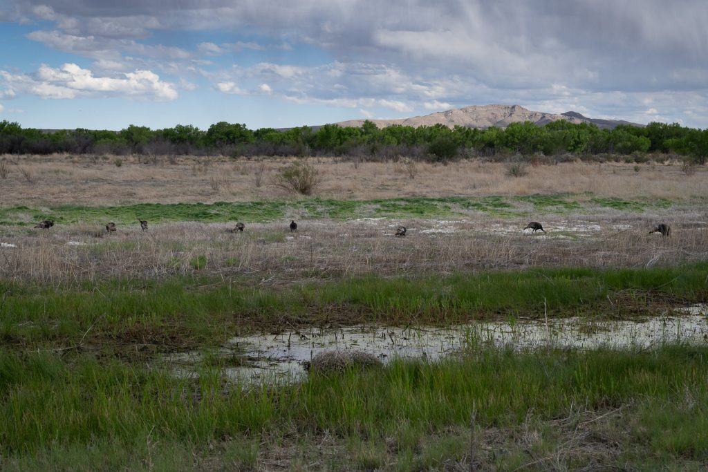 Bosque del Apache National Wildlife Reserve, New Mexico