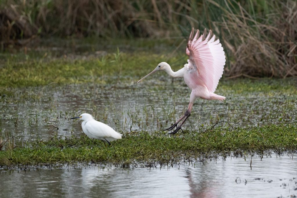 Texas: Anahuac NWR