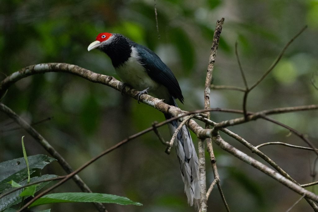 Sri Lanka Endemic Birds
