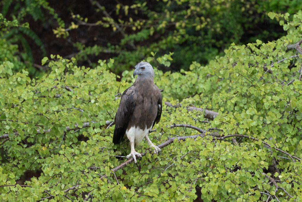 Sri Lanka Birds (non-endemic)