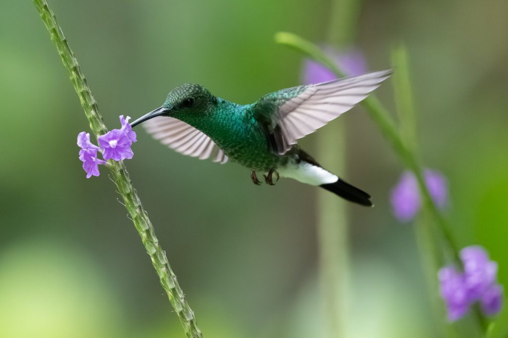 Panama: Canopy Lodge