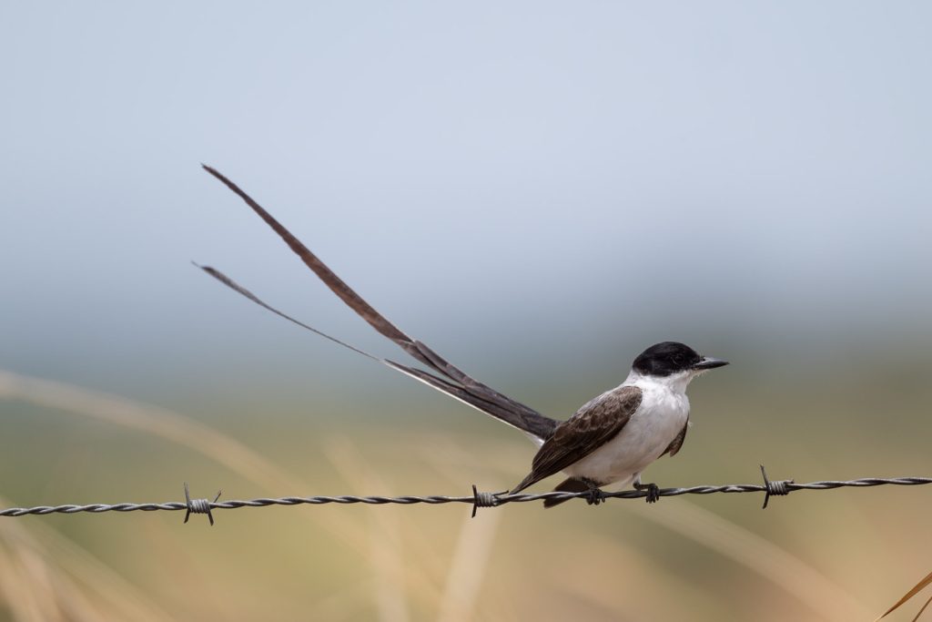 Panama: Southern Coclé
