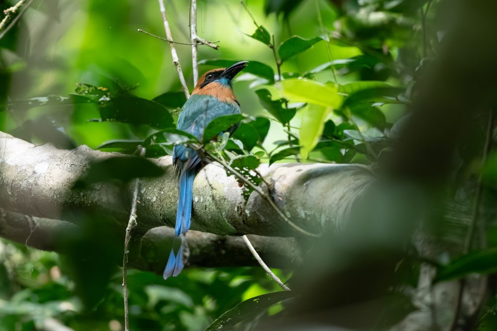 Panama: Canopy Tower