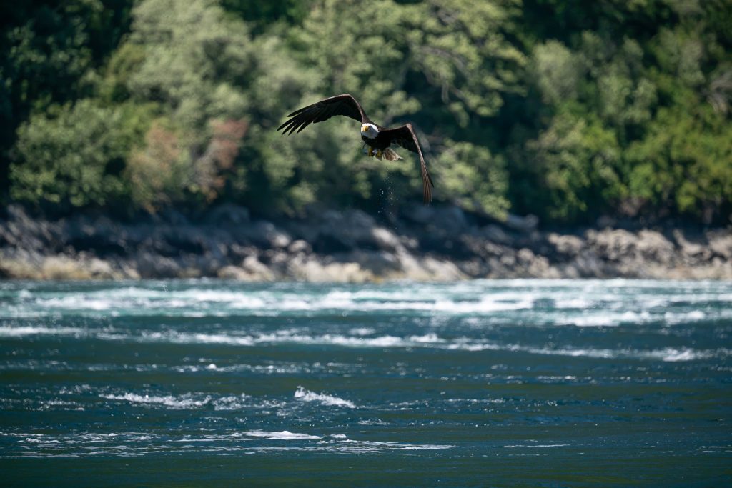 Bald eagles and coastal wildlife, British Columbia